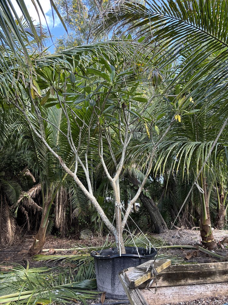 plumeria-spp-frangipani