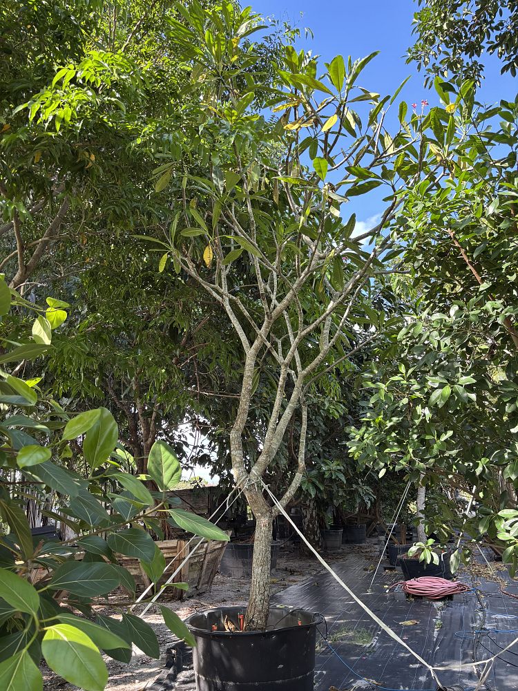 plumeria-spp-frangipani