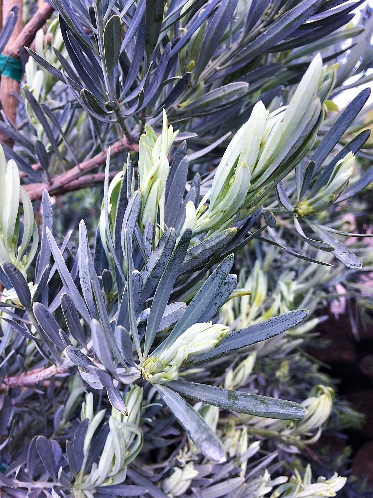 podocarpus-elongatus-monmal-plum-pine-icee-blue