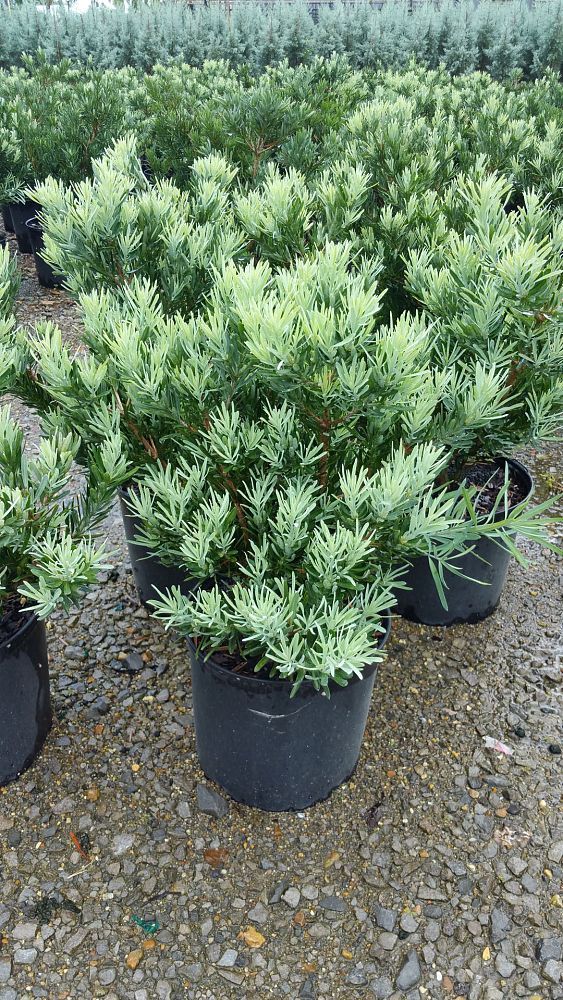 podocarpus-elongatus-plum-pine