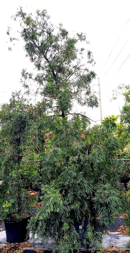podocarpus-gracilior-plum-pine-weeping