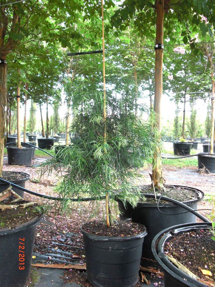 podocarpus-gracilior-plum-pine-weeping