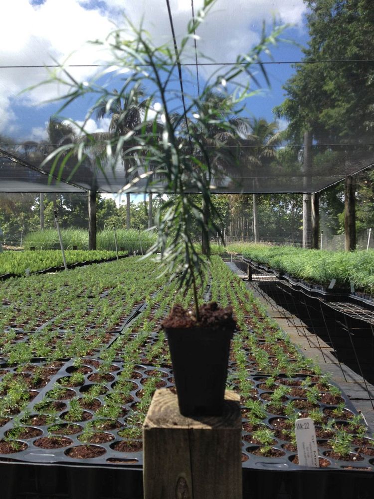 podocarpus-gracilior-plum-pine-weeping