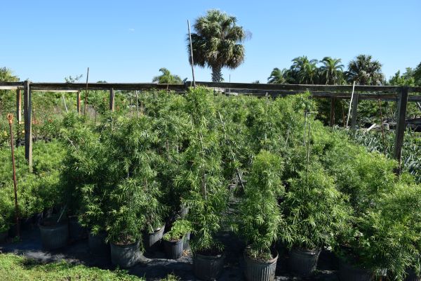 podocarpus-gracilior-plum-pine-weeping