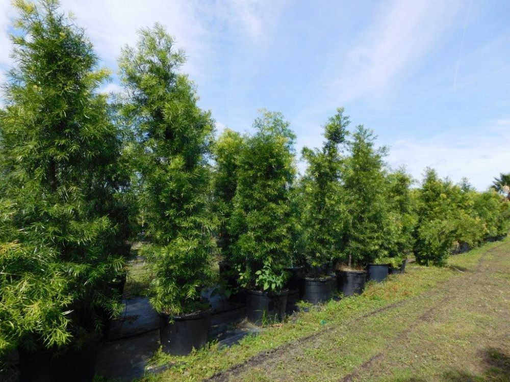 podocarpus-gracilior-plum-pine-weeping