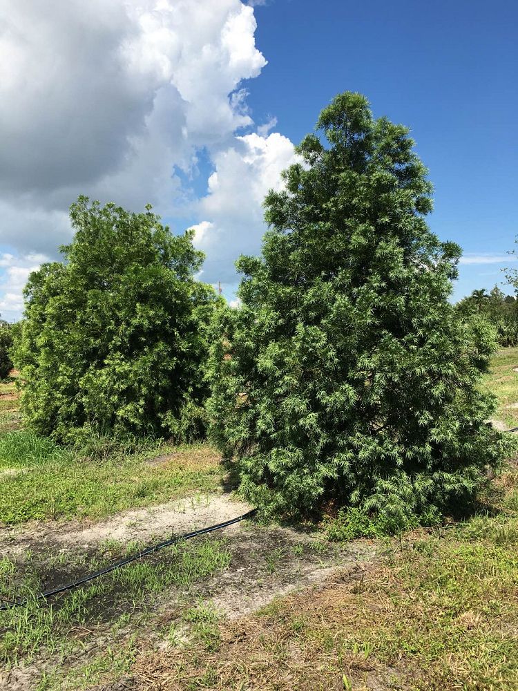 podocarpus-gracilior-plum-pine-weeping