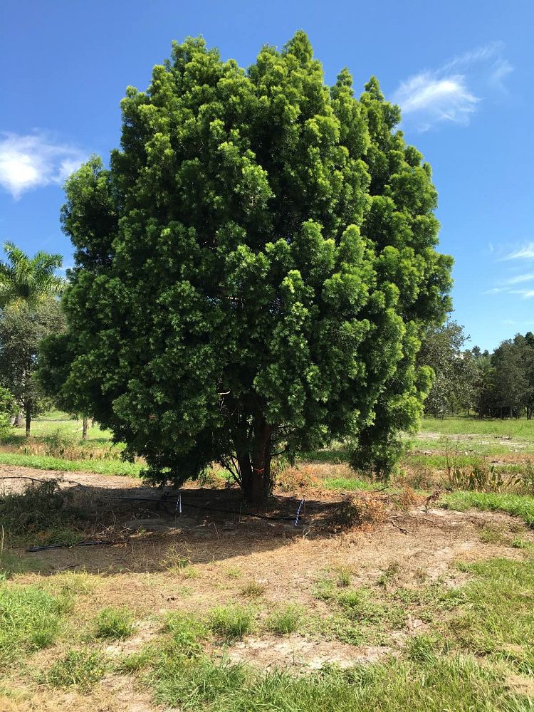 podocarpus-gracilior-plum-pine-weeping