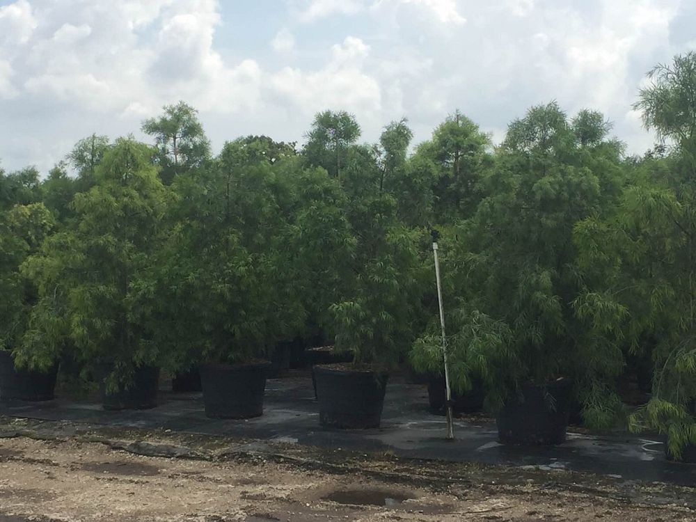 podocarpus-gracilior-plum-pine-weeping
