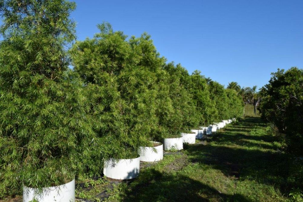 podocarpus-gracilior-plum-pine-weeping