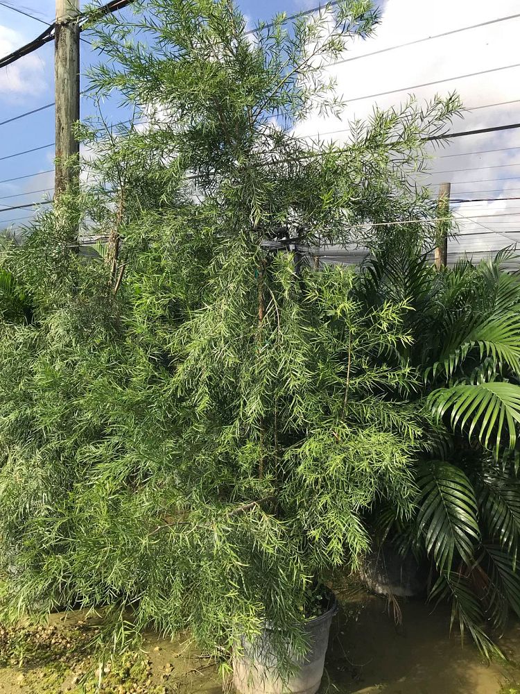 podocarpus-gracilior-plum-pine-weeping