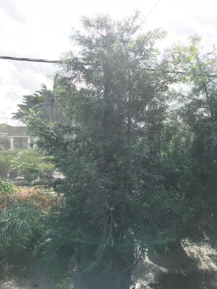 podocarpus-gracilior-plum-pine-weeping