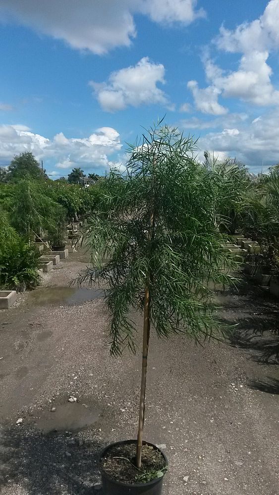 podocarpus-gracilior-plum-pine-weeping