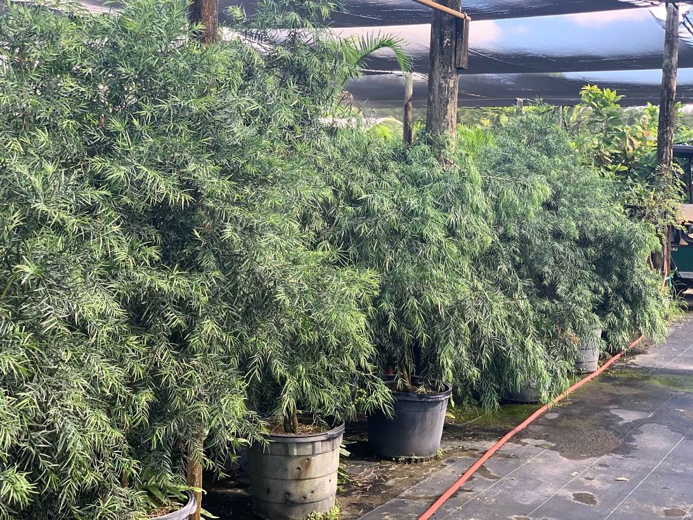 podocarpus-gracilior-plum-pine-weeping