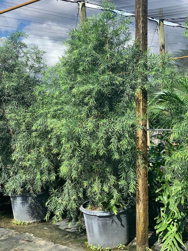 podocarpus-gracilior-plum-pine-weeping