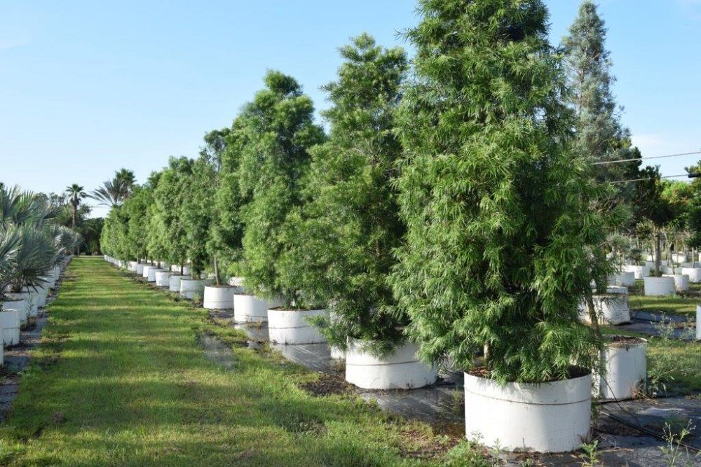 podocarpus-gracilior-plum-pine-weeping