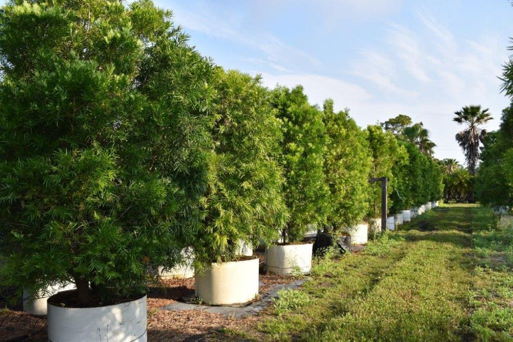 podocarpus-gracilior-plum-pine-weeping