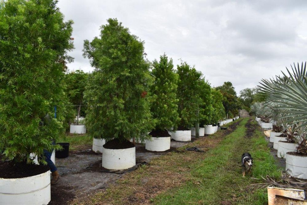 podocarpus-gracilior-plum-pine-weeping