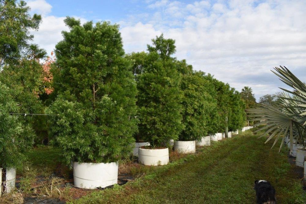 podocarpus-gracilior-plum-pine-weeping