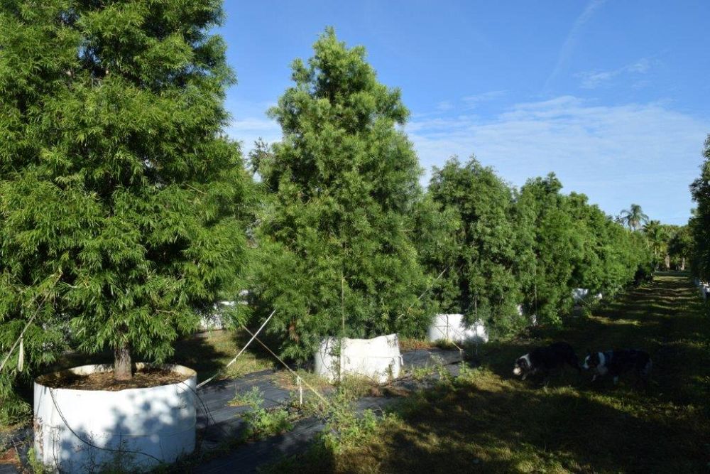 podocarpus-gracilior-plum-pine-weeping