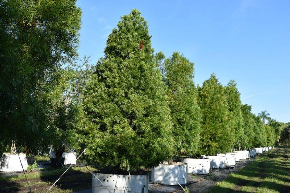 podocarpus-gracilior-plum-pine-weeping