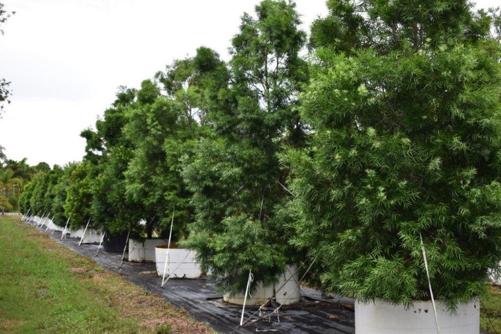 podocarpus-gracilior-plum-pine-weeping
