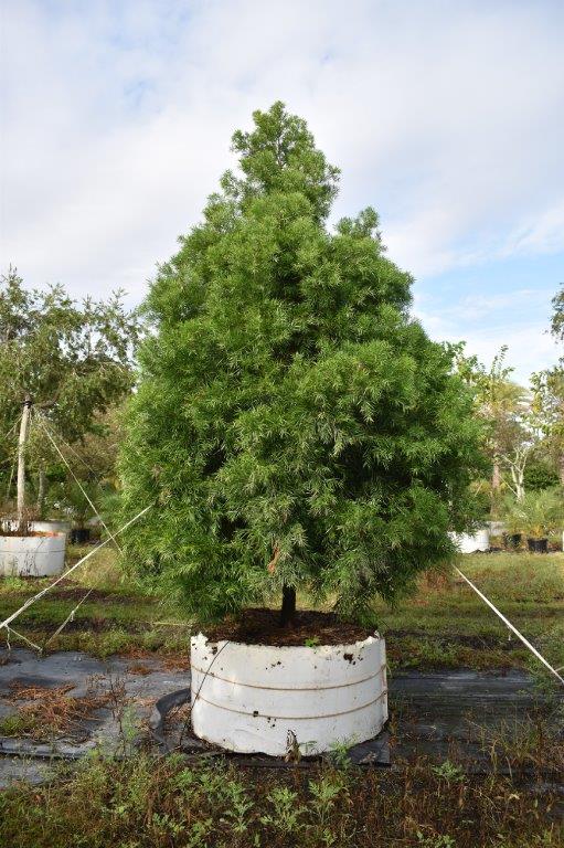 podocarpus-gracilior-plum-pine-weeping