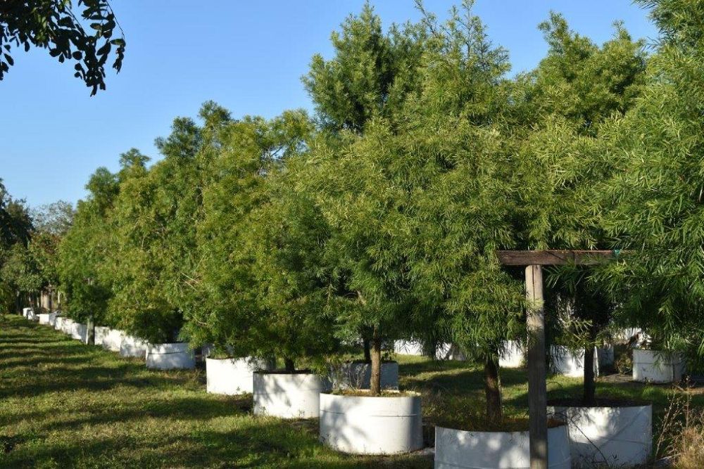 podocarpus-gracilior-plum-pine-weeping