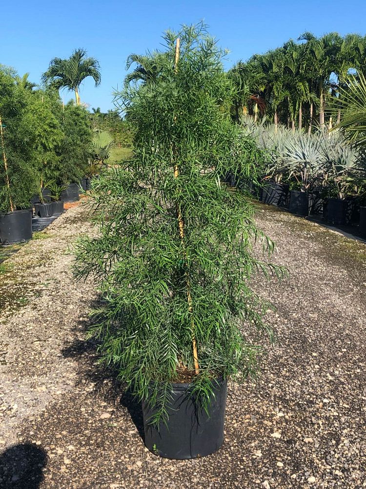 podocarpus-gracilior-plum-pine-weeping