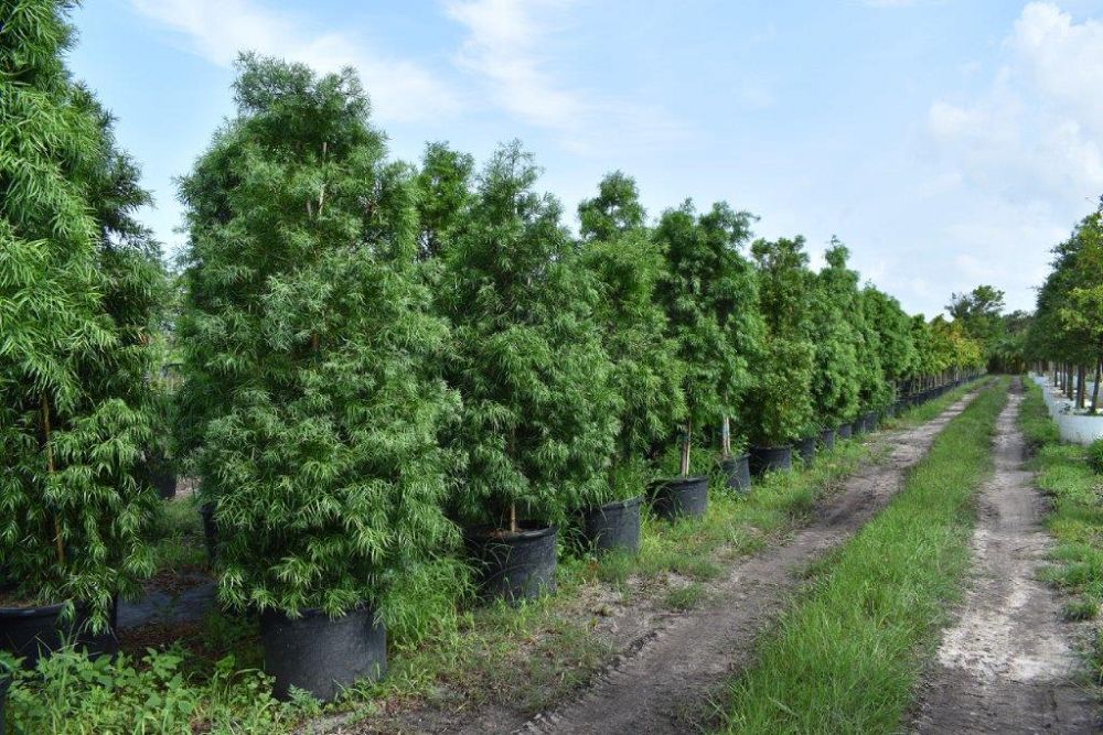 podocarpus-gracilior-plum-pine-weeping