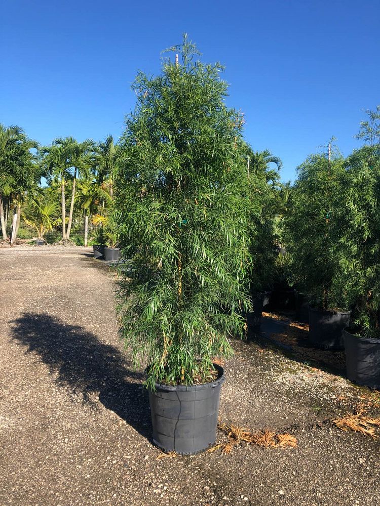 podocarpus-gracilior-plum-pine-weeping