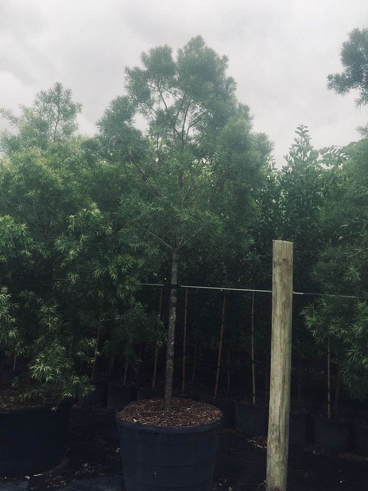 podocarpus-gracilior-plum-pine-weeping