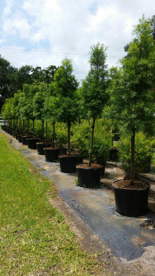 podocarpus-gracilior-plum-pine-weeping
