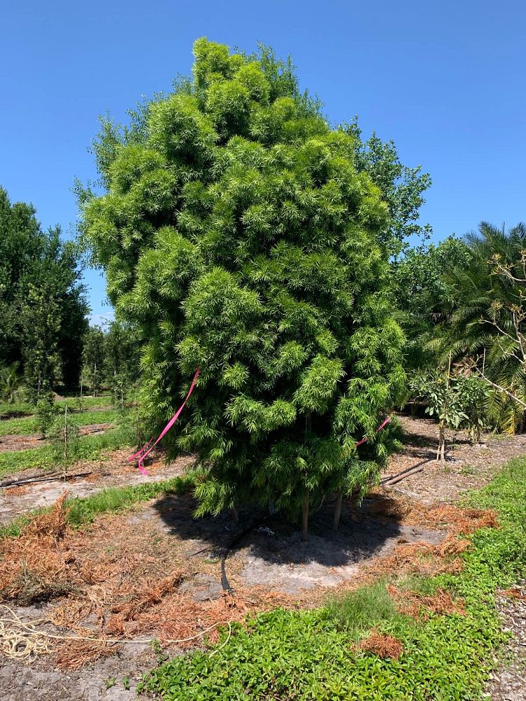 podocarpus-gracilior-plum-pine-weeping