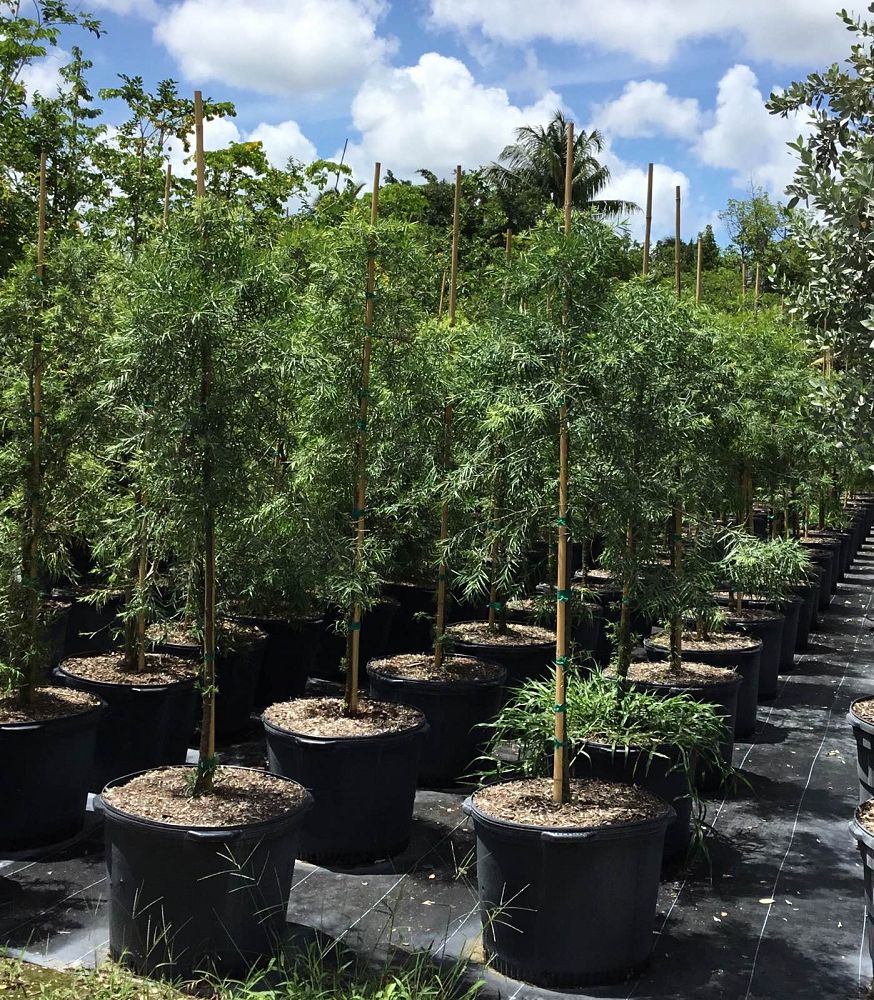 podocarpus-gracilior-plum-pine-weeping