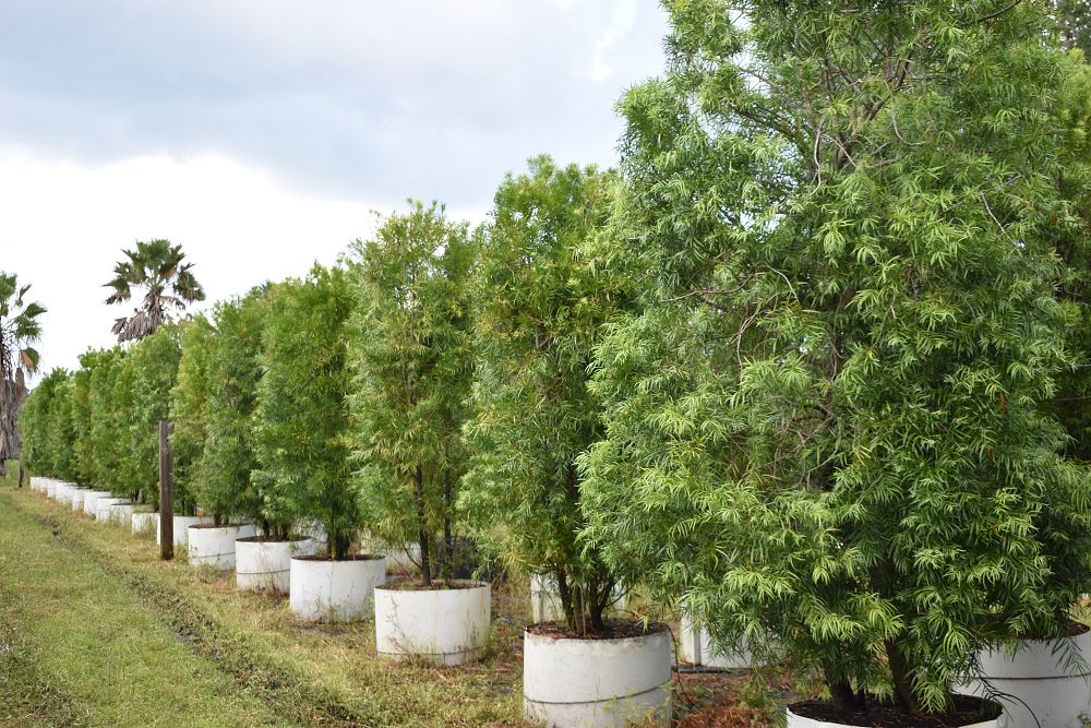 podocarpus-gracilior-plum-pine-weeping