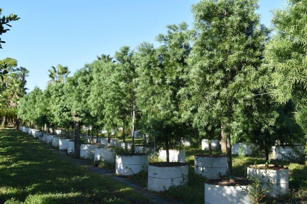 podocarpus-gracilior-plum-pine-weeping
