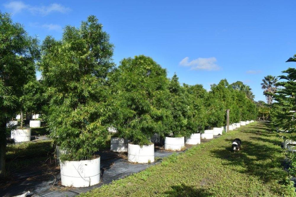 podocarpus-gracilior-plum-pine-weeping