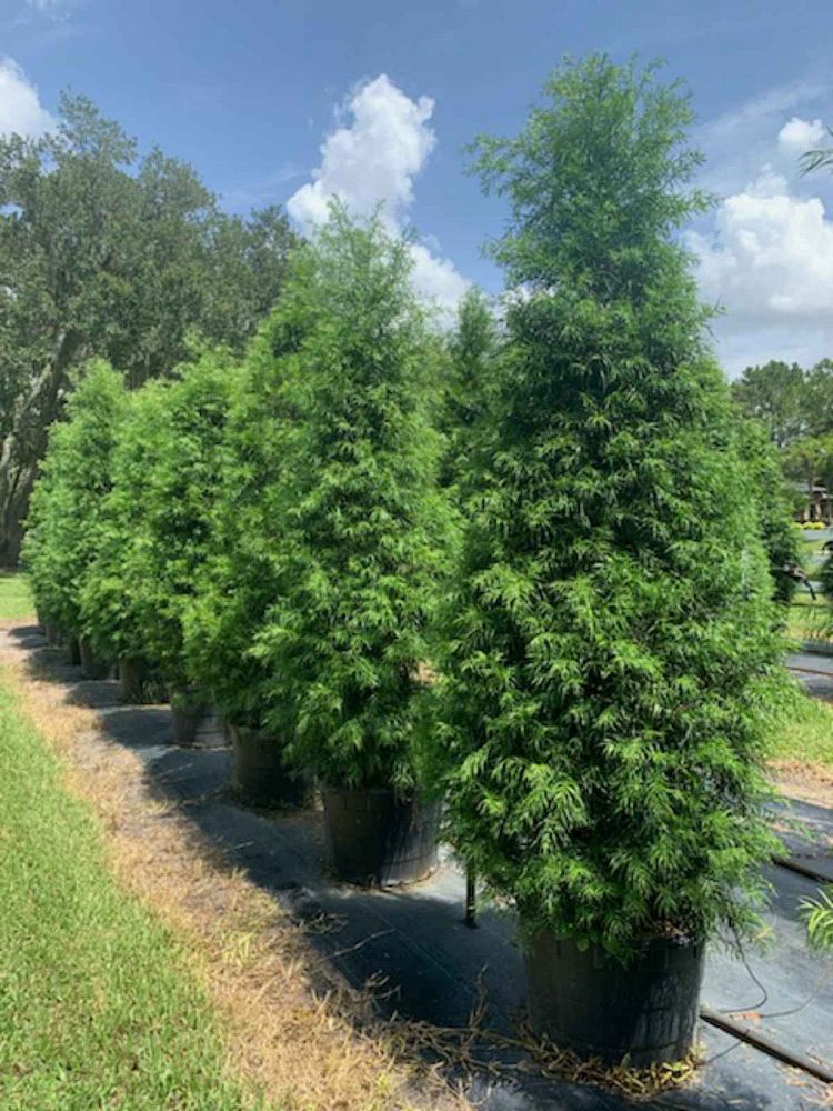 podocarpus-gracilior-plum-pine-weeping