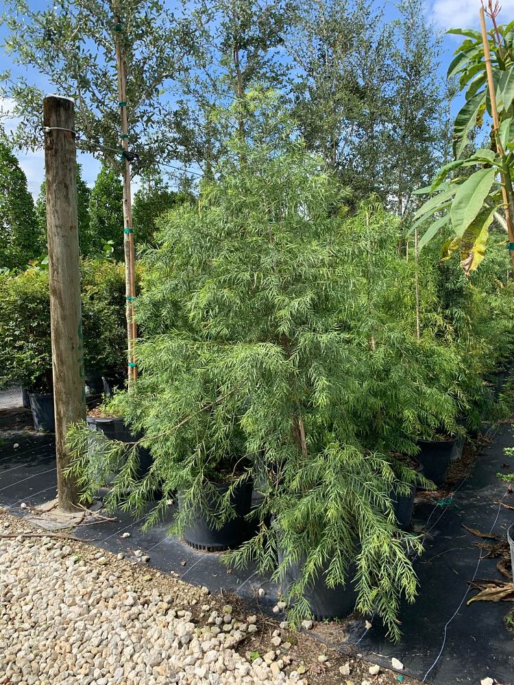 podocarpus-gracilior-plum-pine-weeping