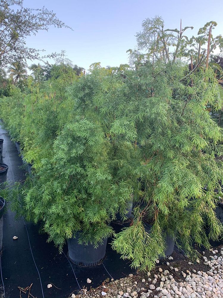 podocarpus-gracilior-plum-pine-weeping