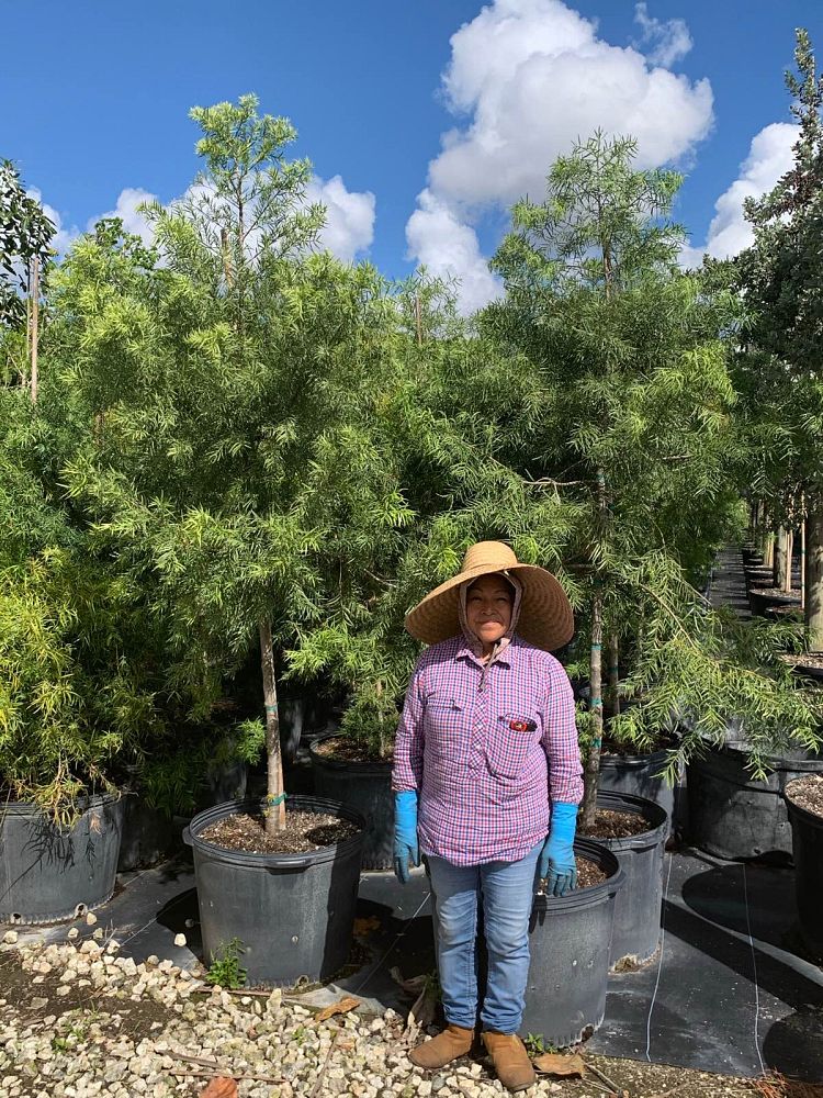 podocarpus-gracilior-plum-pine-weeping
