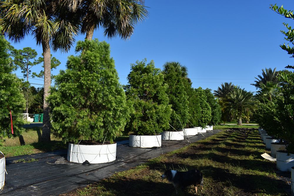 podocarpus-gracilior-plum-pine-weeping