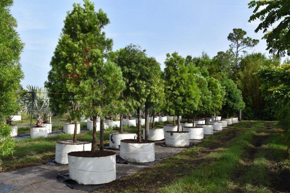 podocarpus-gracilior-plum-pine-weeping