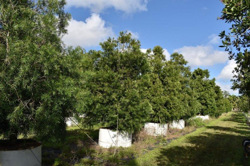 podocarpus-gracilior-plum-pine-weeping