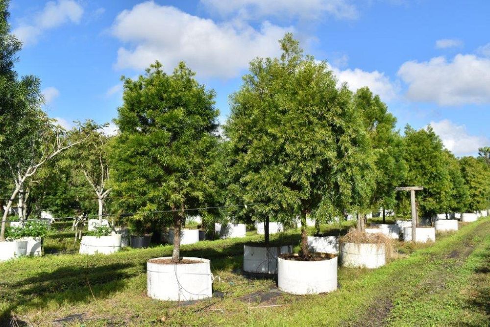 podocarpus-gracilior-plum-pine-weeping