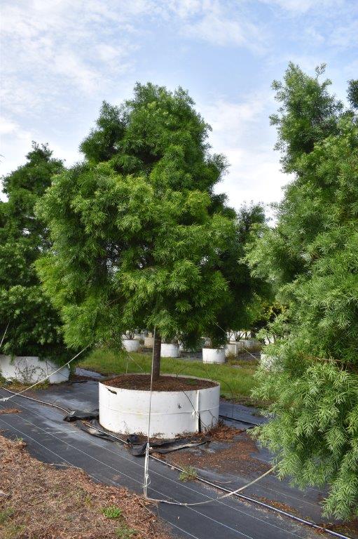 podocarpus-gracilior-plum-pine-weeping