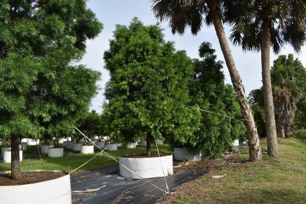 podocarpus-gracilior-plum-pine-weeping