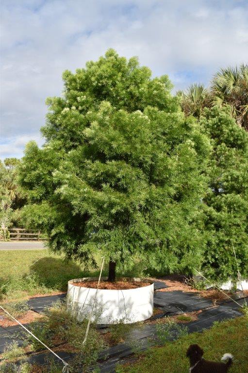 podocarpus-gracilior-plum-pine-weeping
