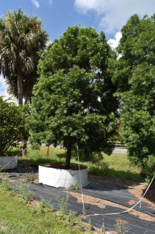 podocarpus-gracilior-plum-pine-weeping
