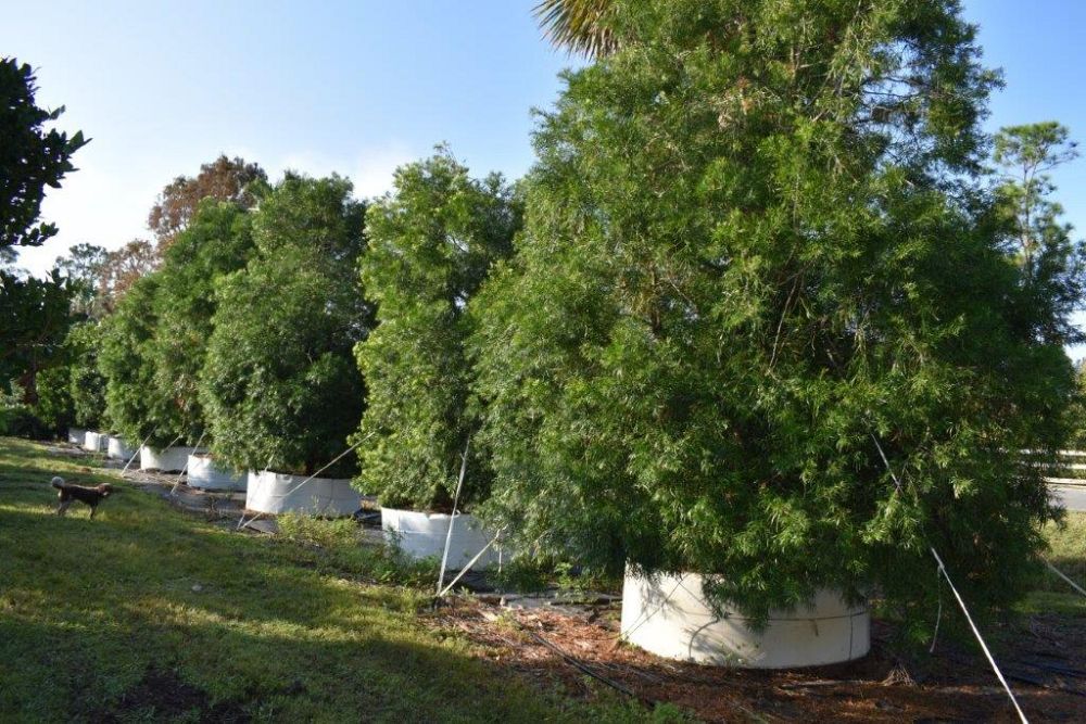 podocarpus-gracilior-plum-pine-weeping
